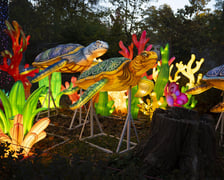 Wystawa Garden of Lights: Dzika Azja we wrocławskim zoo, październik 2024